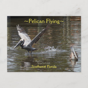 Pelikaanse vogel vliegend Briefkaart van Florida