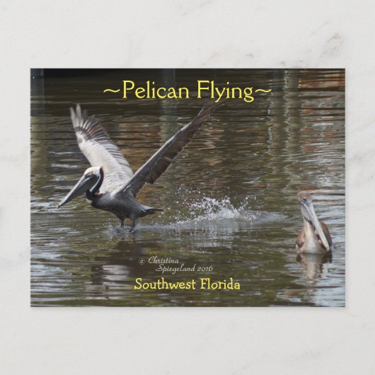 Pelikaanse vogel vliegend Briefkaart van Florida (Voorkant)