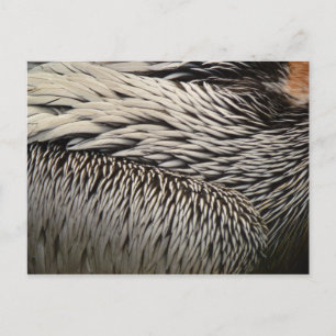 Pelikaanveren Abstracte Natuurfotografie Briefkaart