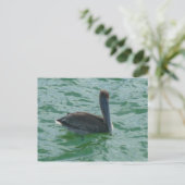 Pelikan Pelikane Postkarte Briefkaart (Staand voorkant)