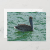 Pelikan Pelikane Postkarte Briefkaart (Voorkant / Achterkant)