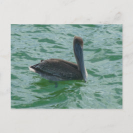 Pelikan Pelikane Postkarte Briefkaart