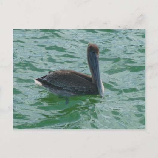 Pelikan Pelikane Postkarte Briefkaart (Voorkant)