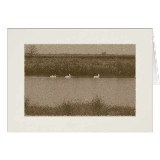 pelikanen (Voorkant Horizontaal)