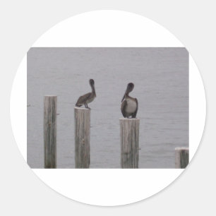 Pelikanen 3 ronde sticker