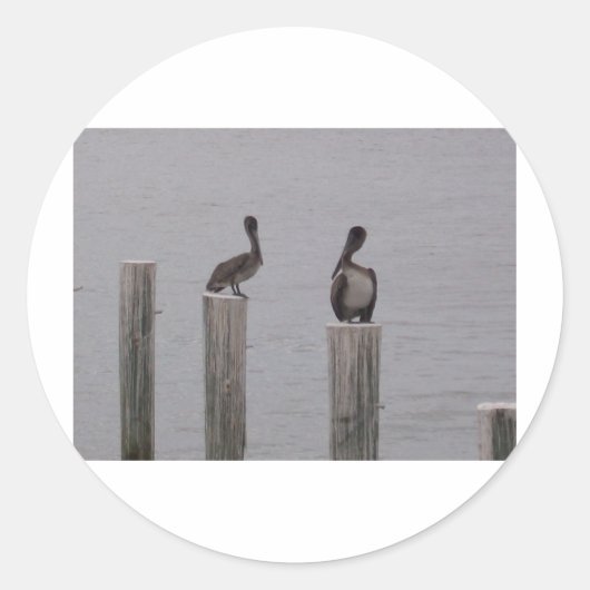 Pelikanen 3 ronde sticker (Voorkant)