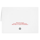 Pelikanen bij Sunset Blank Foto Wenskaart (Achterkant Horizontaal)