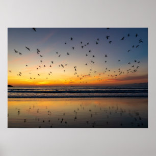 Pelikanen bij zonsondergang - Venice Beach, CA Poster
