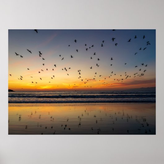 Pelikanen bij zonsondergang - Venice Beach, CA Poster (Voorkant)