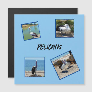 Pelikanen de wereld coolste vogel vier fotolijsten