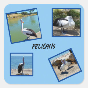Pelikanen de wereld coolste vogel vier fotolijsten vierkante sticker