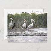 Pelikanen en aalscholvers briefkaart (Voorkant / Achterkant)