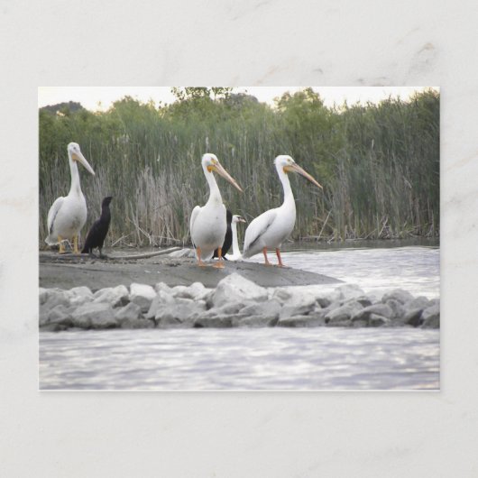 Pelikanen en aalscholvers briefkaart (Voorkant)