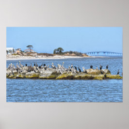 Pelikanen en Aalscholvers en Dauphin Island-brug Poster