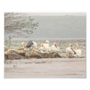 Pelikanen en Egret op de Rocky Shore Foto Afdruk