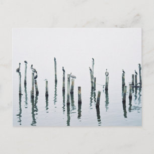 Pelikanen en zeeen vogels met reflectie briefkaart