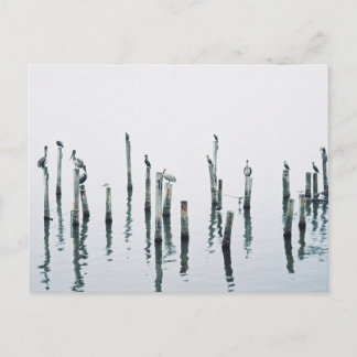 Pelikanen en zeeen vogels met reflectie briefkaart