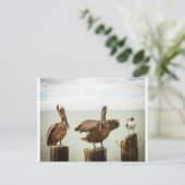 Pelikanen en zeemeeuw briefkaart (Staand voorkant)