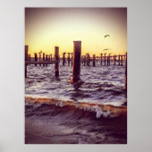 Pelikanen in de baai poster (Voorkant)