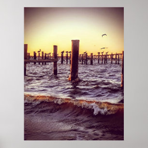 Pelikanen in de baai poster