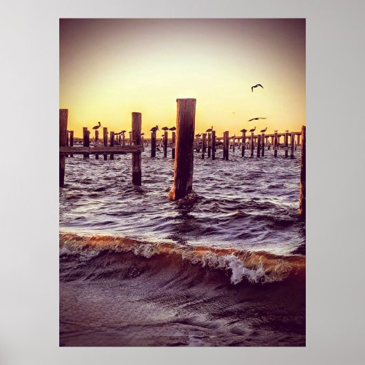 Pelikanen in de baai poster (Voorkant)