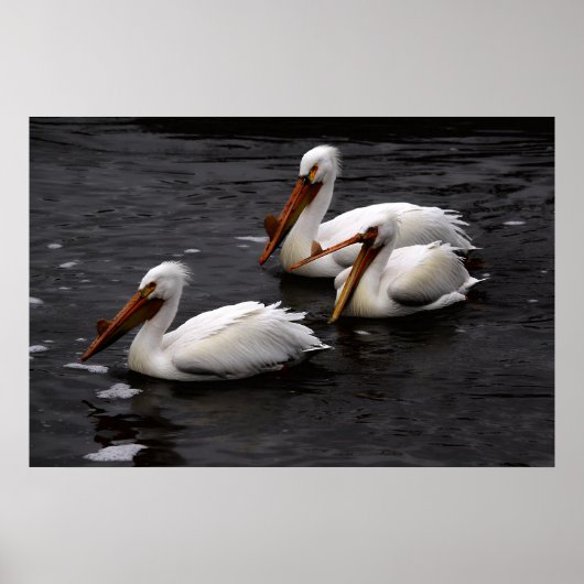 Pelikanen in de Whitemouth River, Manitoba Poster (Voorkant)