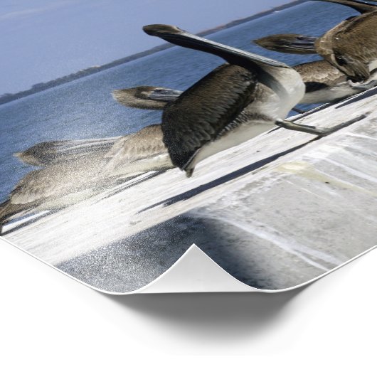 Pelikanen in een rij foto afdruk (Hoek)