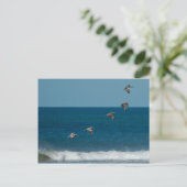 Pelikanen in formatie, Costa Rica Briefkaart (Staand voorkant)