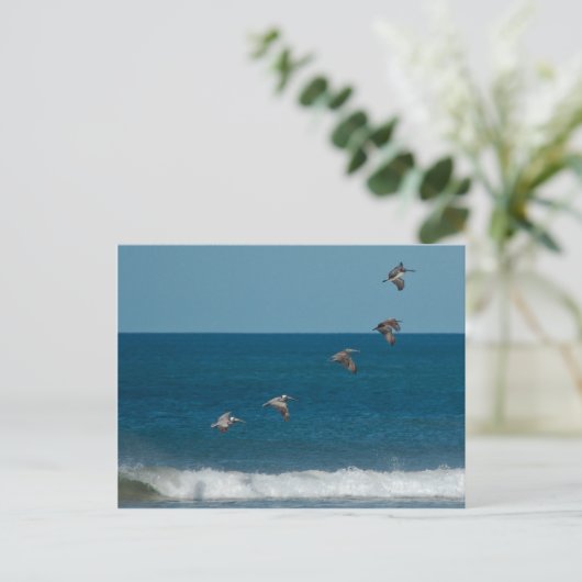 Pelikanen in formatie, Costa Rica Briefkaart (Staand voorkant)