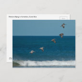 Pelikanen in formatie, Costa Rica Briefkaart (Voorkant / Achterkant)