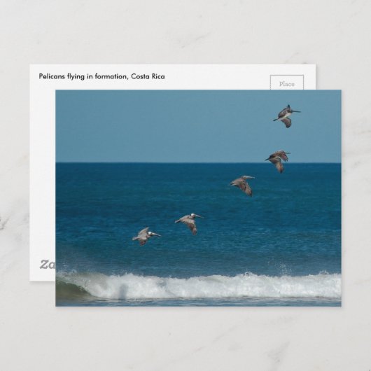 Pelikanen in formatie, Costa Rica Briefkaart (Voorkant / Achterkant)