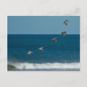 Pelikanen in formatie, Costa Rica Briefkaart (Voorkant)