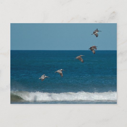 Pelikanen in formatie, Costa Rica Briefkaart (Voorkant)