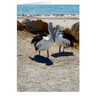 Pelikanen in liefde,