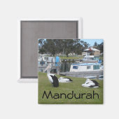 Pelikanen in Mandurah Magneet (Voorkant / Achterkant)