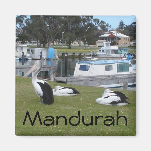 Pelikanen in Mandurah Magneet (Voorkant)