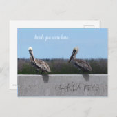 Pelikanen (met aanpasbare tekst) briefkaart (Voorkant / Achterkant)