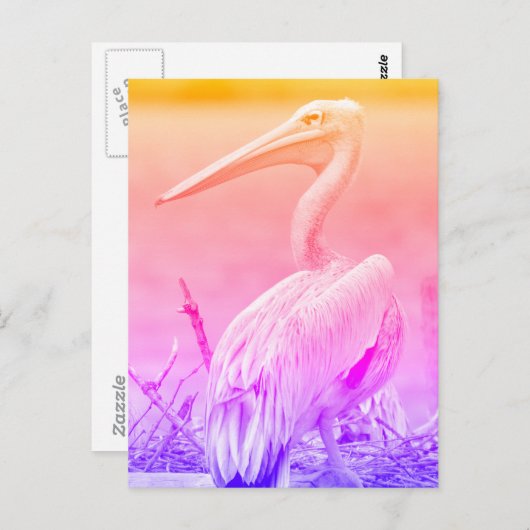 Pelikanen met roze rugdekking briefkaart (Voorkant / Achterkant)