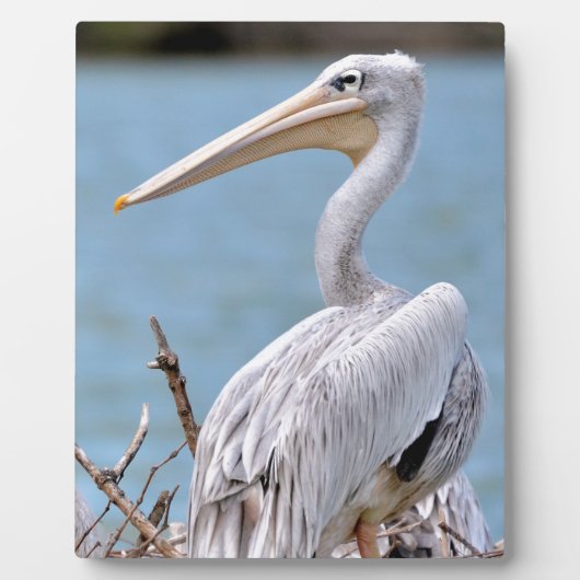 Pelikanen met roze rugdekking fotoplaat (Voorkant)