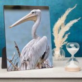 Pelikanen met roze rugdekking fotoplaat (Zijkant)