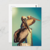 Pelikanen op Dawn Briefkaart (Voorkant / Achterkant)