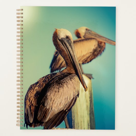Pelikanen op Dawn Planner (Voorkant)