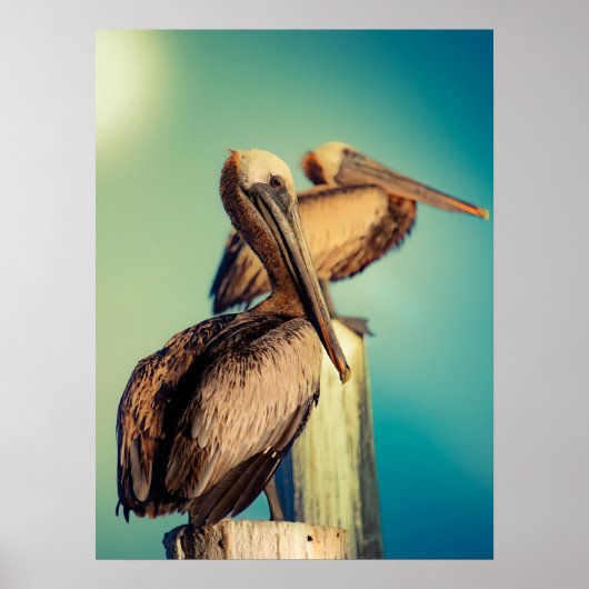 Pelikanen op Dawn Poster (Voorkant)