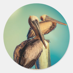Pelikanen op Dawn Ronde Sticker