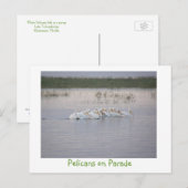 Pelikanen op de Parade Briefkaart (Voorkant / Achterkant)