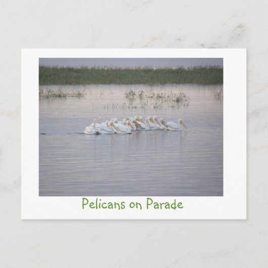 Pelikanen op de Parade Briefkaart (Voorkant)