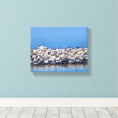 Pelikanen op de rotsen op de prachtige Stille Ocea Canvas Afdruk (Insitu (Houten vloer))