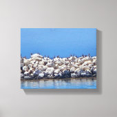 Pelikanen op de rotsen op de prachtige Stille Ocea Canvas Afdruk (Voorkant)