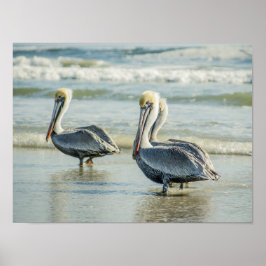 Pelikanen op een Floridastrand Vogels Poster