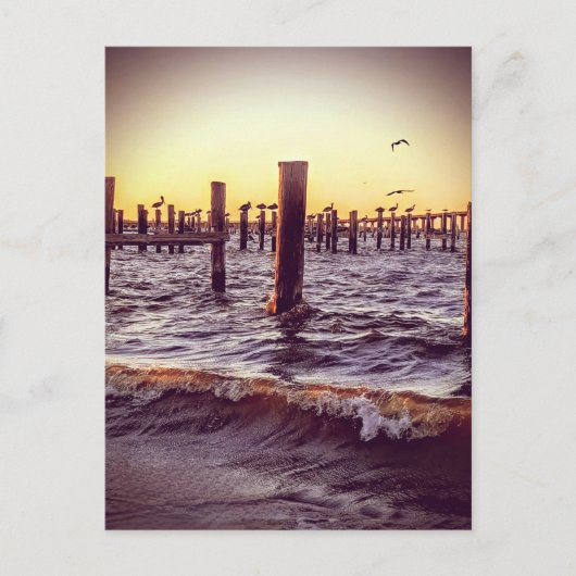 Pelikanen over de baai bij zonsondergang briefkaart (Voorkant)